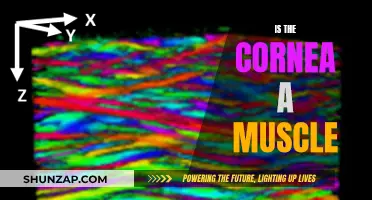 The Cornea: Muscle or Not?