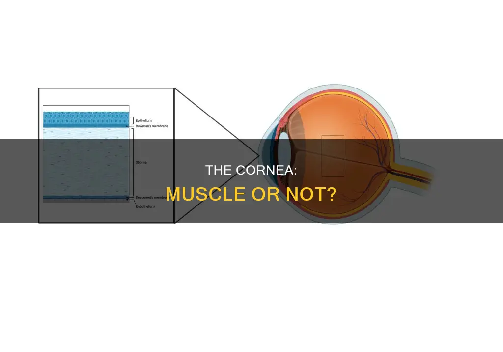 is the cornea a muscle