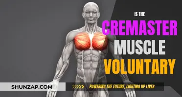 The Mystery of the Cremaster Muscle: Voluntary or Not?