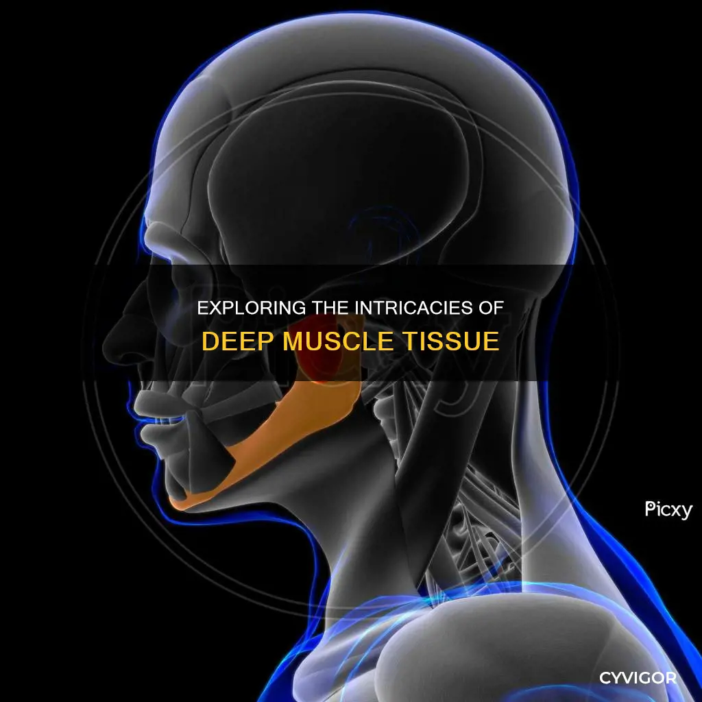 is the deep muscle