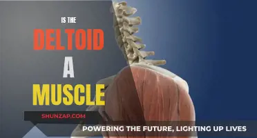 Deltoid Muscle: What You Need to Know