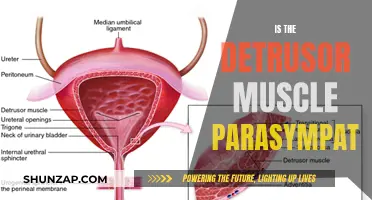 Understanding the Parasympathetic Nature of the Detrusor Muscle