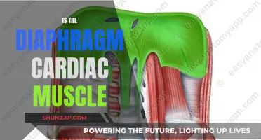 Diaphragm and Cardiac Muscle: What's the Difference?