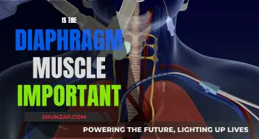 The Diaphragm Muscle: Why It's Important to Train It