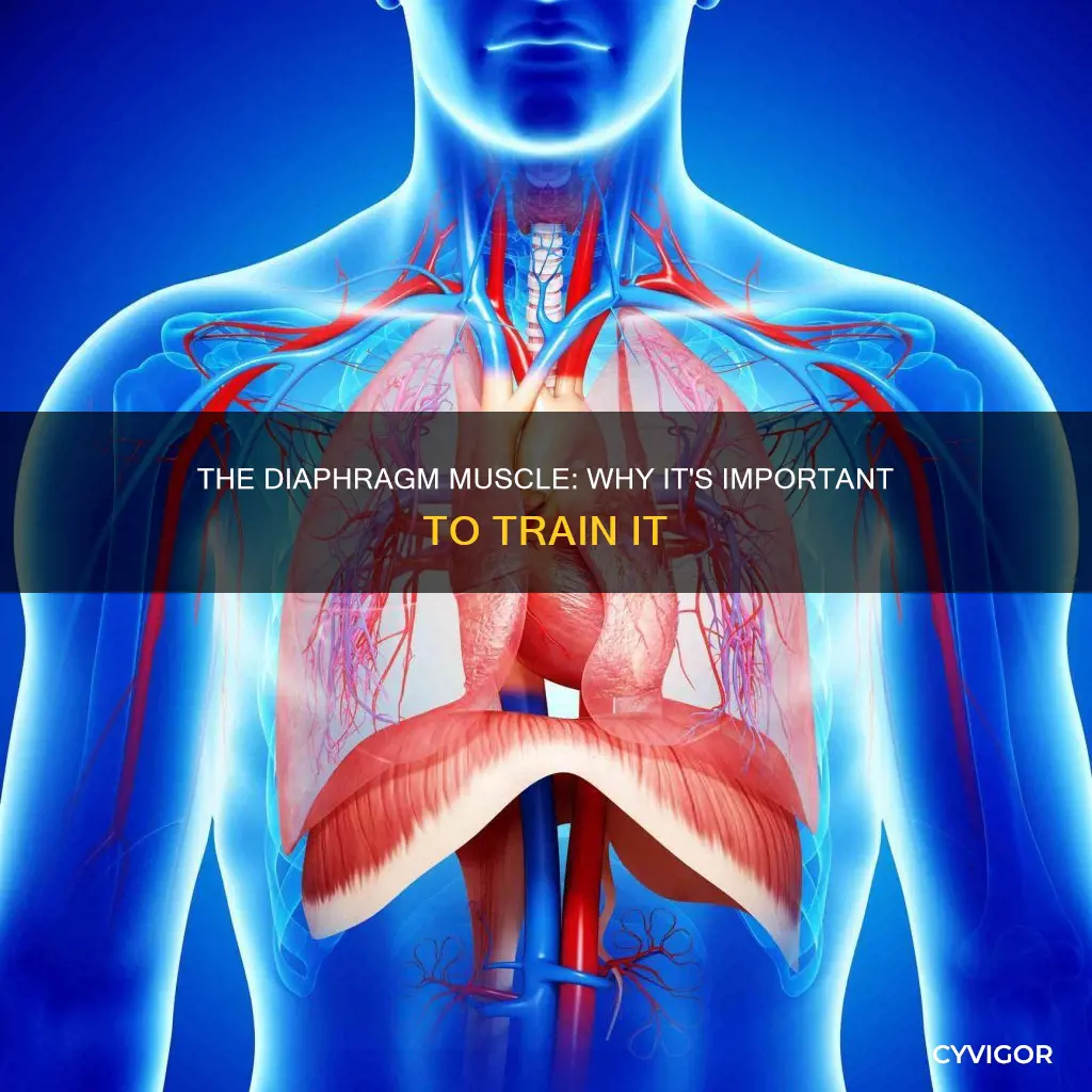 is the diaphragm muscle important