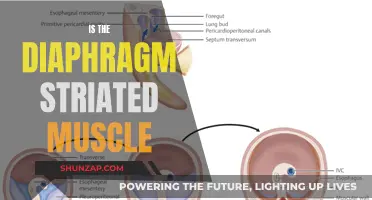 Diaphragm Muscle Mystery: Striated or Not?