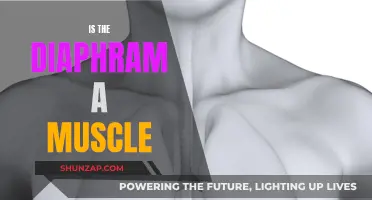 The Diaphragm: A Muscle That Controls Your Breath