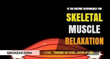 Unveiling the Enzyme Key to Skeletal Muscle Relaxation: Insights and Mechanisms