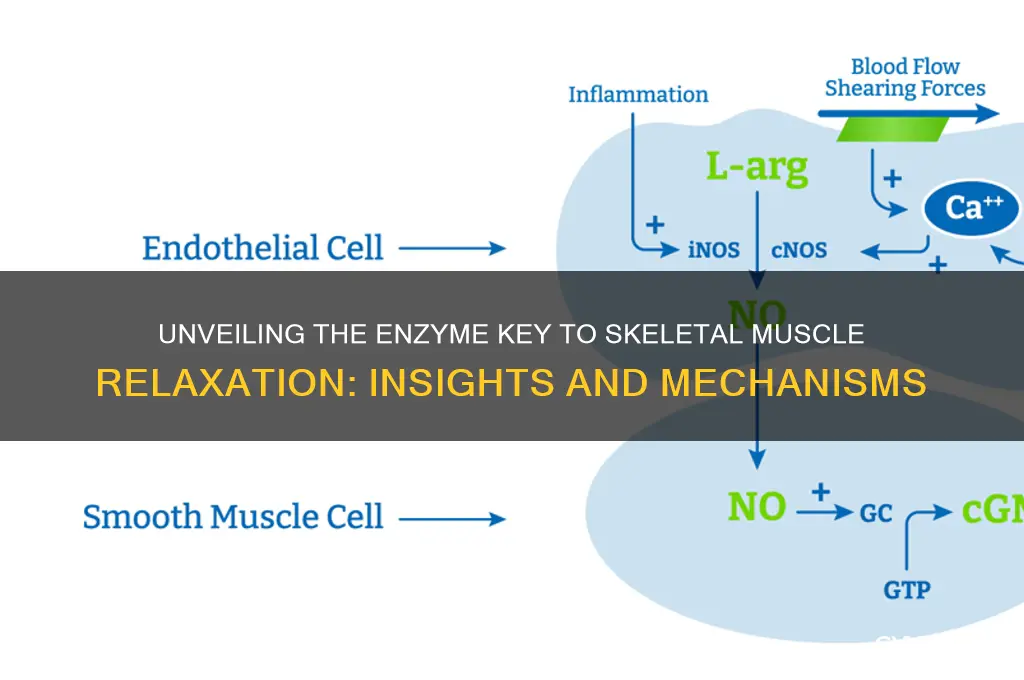 is the enzyme responsible for skeletal muscle relaxation