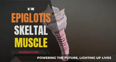 The Epiglottis: Skeletal Muscle or Not?