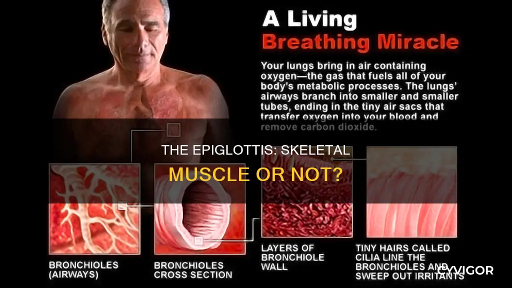 is the epiglotis skeltal muscle