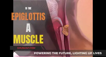 The Epiglottis: Muscle or More?