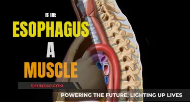 The Esophagus: A Powerful Muscular Tube