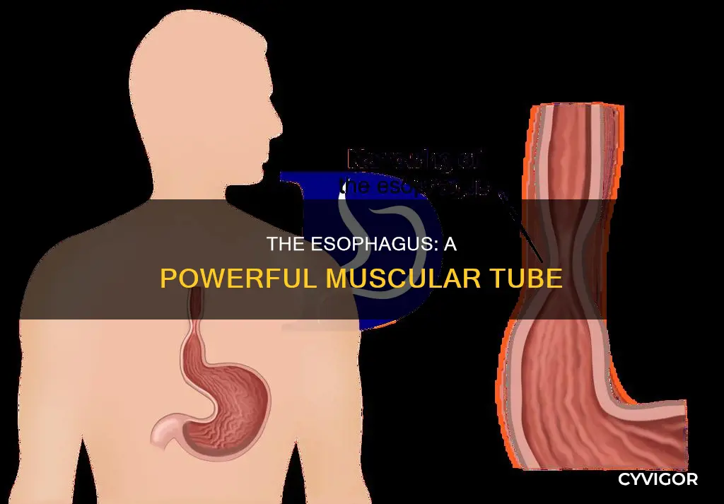 is the esophagus a muscle