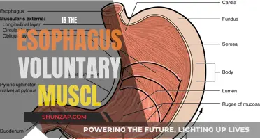 Esophagus Muscle Control: Is It Voluntary?