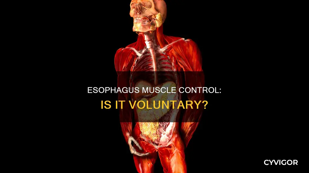 is the esophagus voluntary muscl
