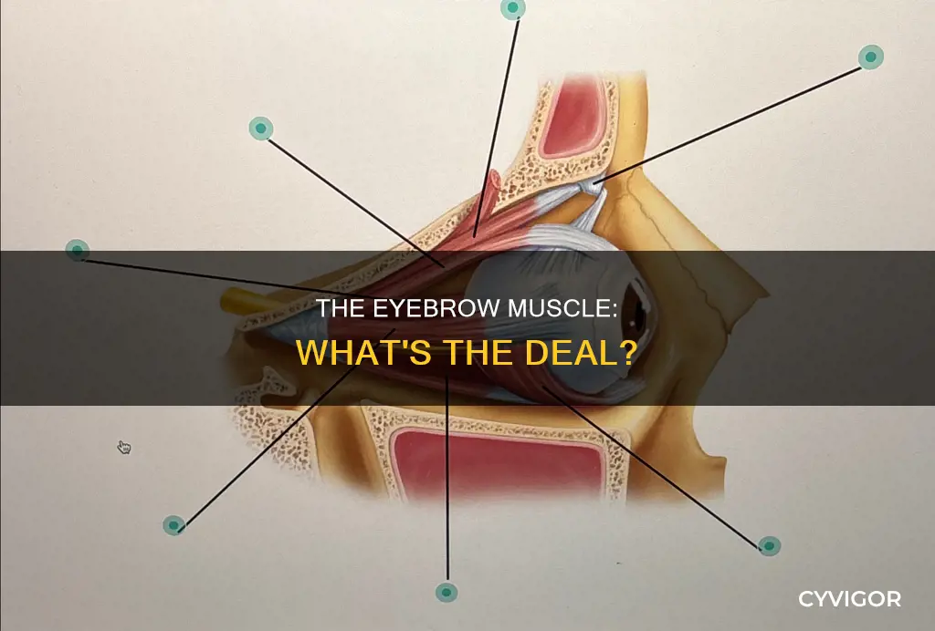 is the ey an muscle