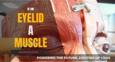 Eyelid Anatomy: Muscle or More?