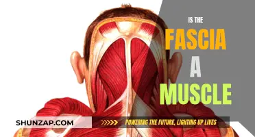 Understanding the Fascia: Unraveling its Muscular Connections