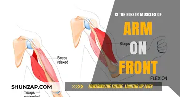Understanding the Flexor Muscles: Are They Located on the Front of Your Arm?