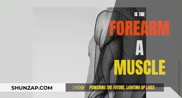 What's Under the Skin? Forearm Muscles Explored