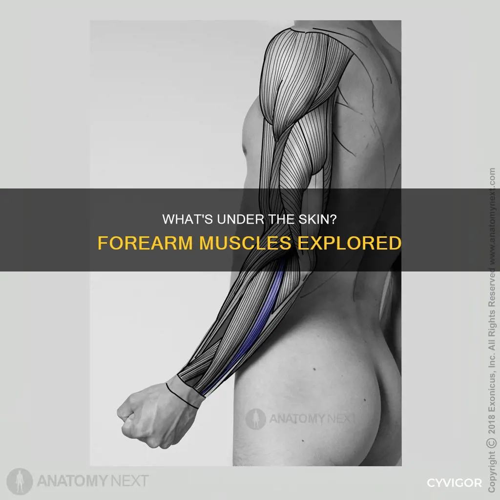 is the forearm a muscle