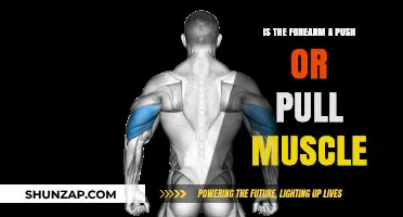Forearm Functionality: Understanding Push and Pull Muscle Dynamics