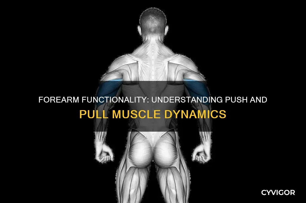 is the forearm a push or pull muscle