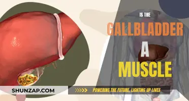 The Gallbladder: A Muscular Organ or Not?
