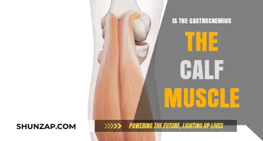 Exploring Anatomy: The Gastrocnemius - Calf Muscle Connection