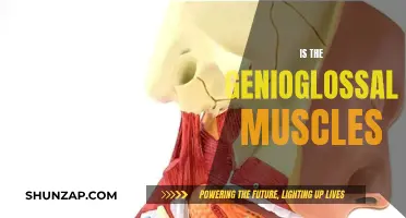 The Genioglossal Muscle: A Vital Player in Sleep Apnea