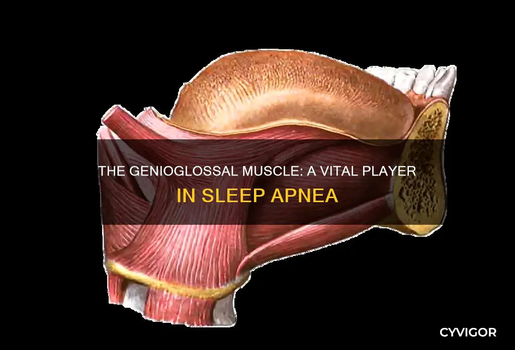 is the genioglossal muscles