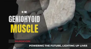 The Geniohyoid Muscle: A Key to Understanding the Human Body