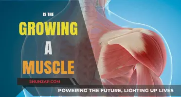Unraveling the Science Behind Growing Muscle: Myths vs. Facts