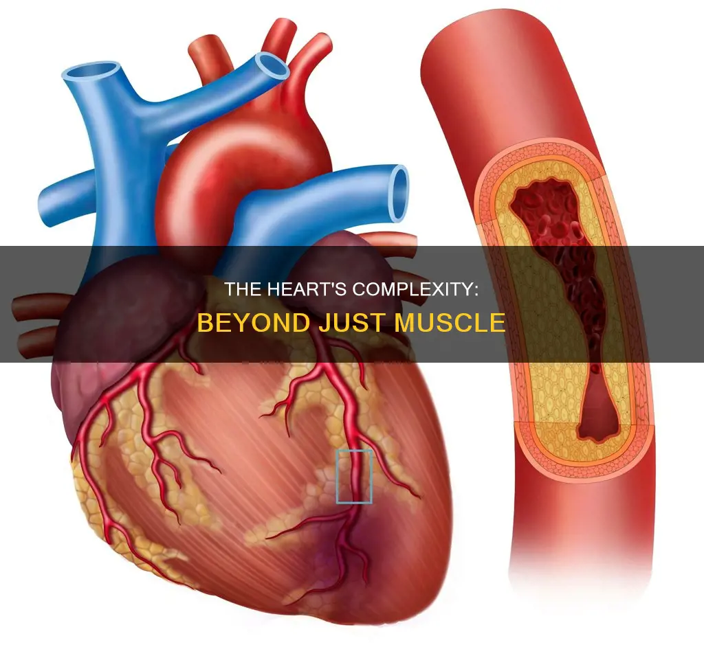 is the heart all muscle