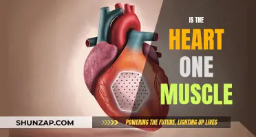 The Heart: A Complex Organ of Muscle Tissue