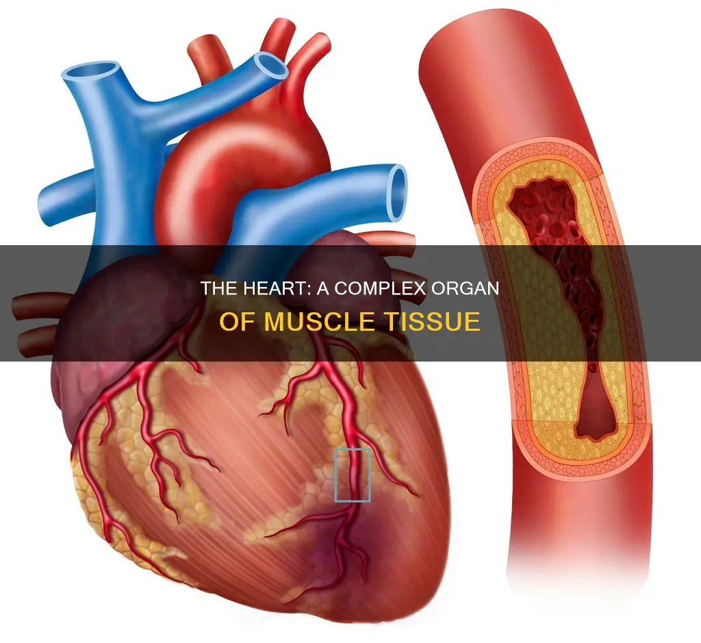 is the heart one muscle