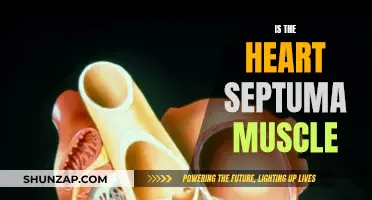 The Heart's Septum: A Muscular Partition