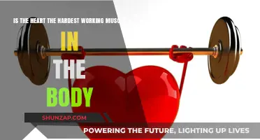 Heart's Endurance: Is It the Body's Hardest Working Muscle?