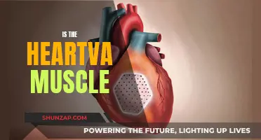 The Heart's Powerful Muscle: Understanding Its Strength and Function
