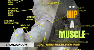 Hip Anatomy: Exploring the Bone, Cartilage, and Muscles