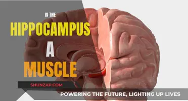 Hippocampus and Muscles: What's the Real Connection?