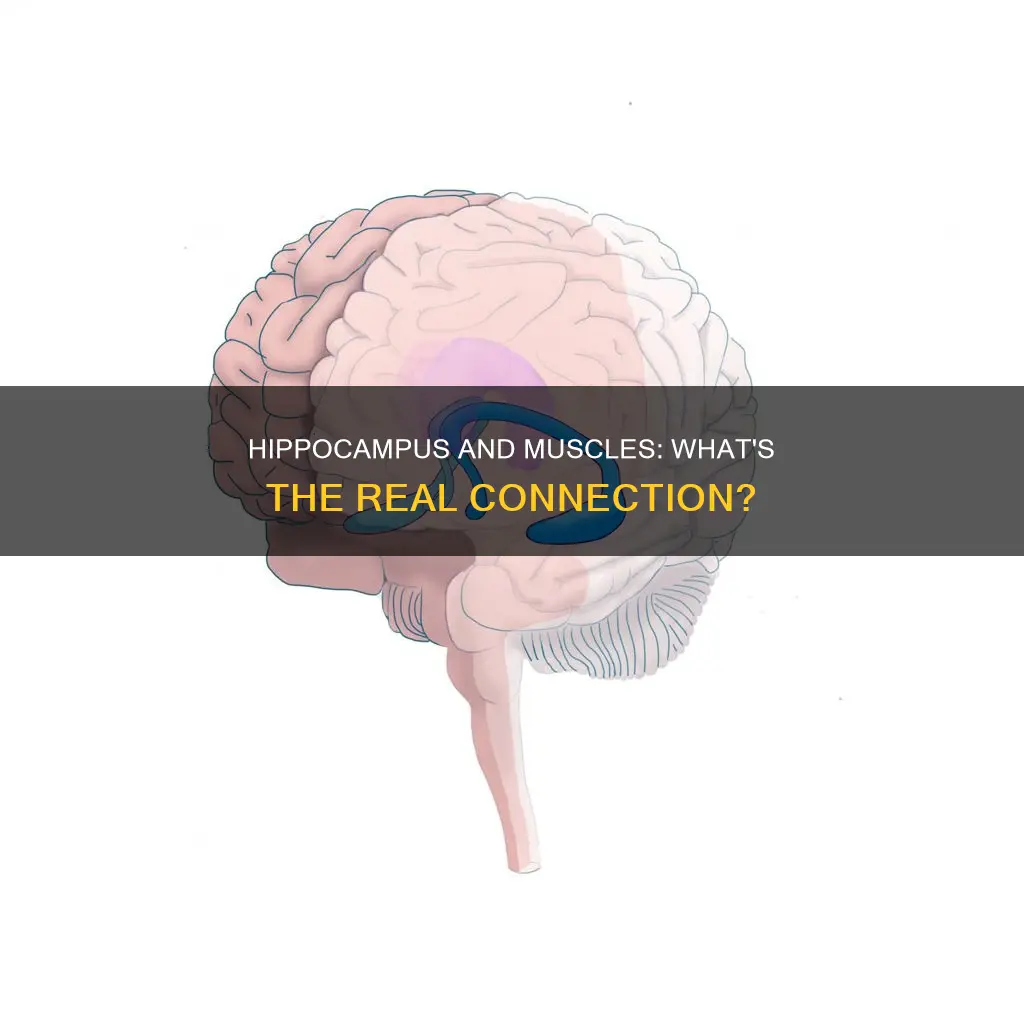 is the hippocampus a muscle