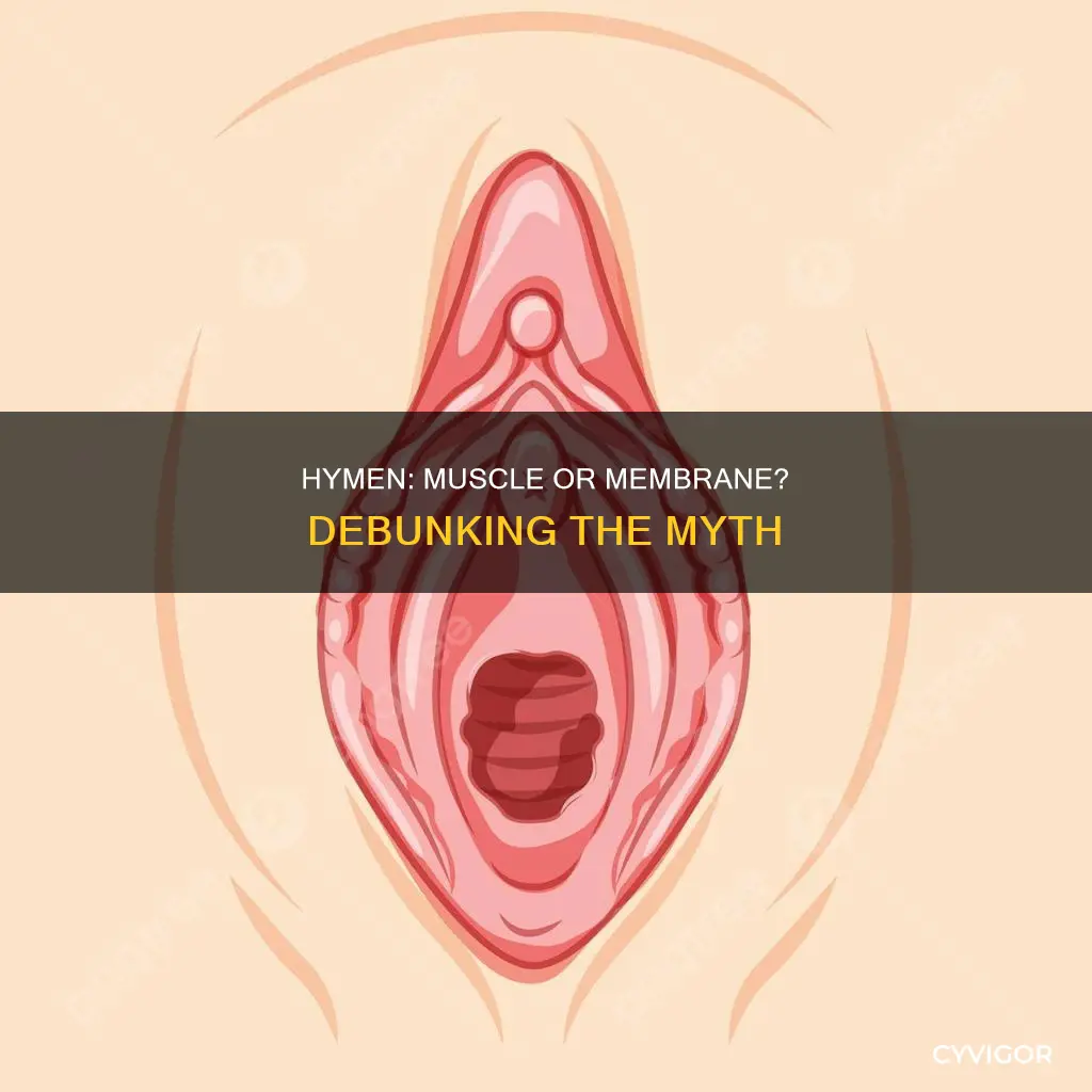 is the hymen a muscle