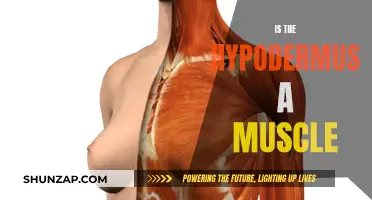 Hypodermis Muscle Mystery: Fact or Fiction?