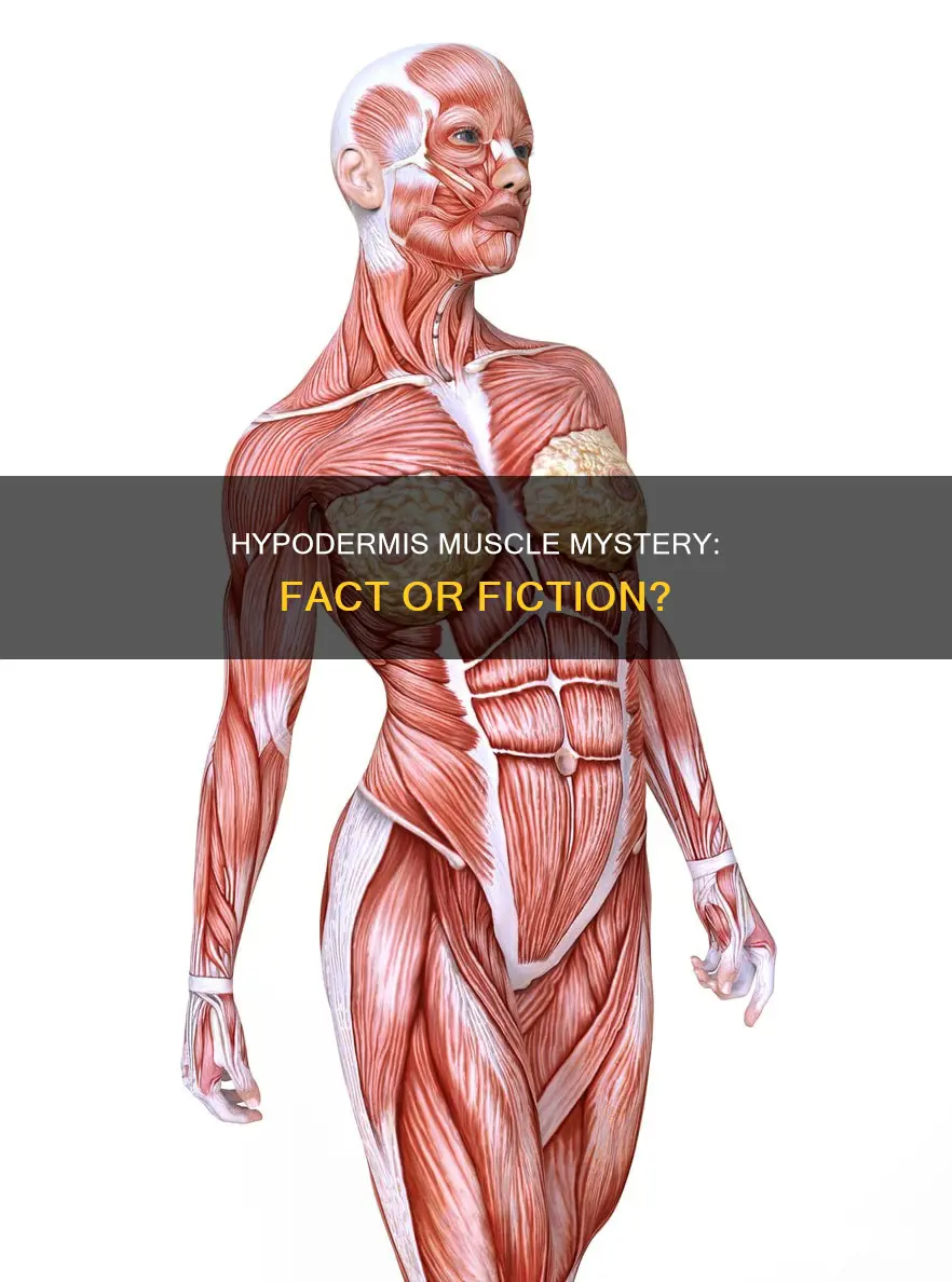 is the hypodermus a muscle