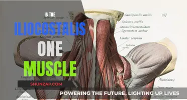 Iliocostalis Muscle Group: One or Many?