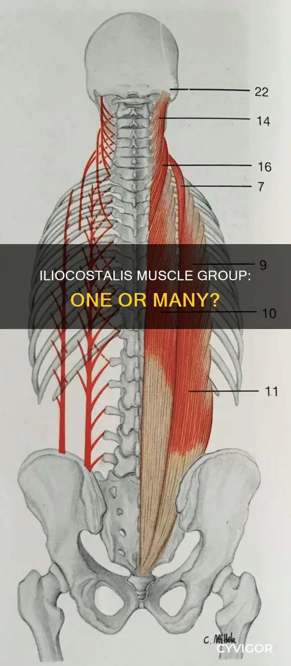 is the iliocostalis one muscle