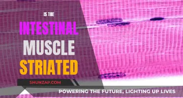 The Intestinal Muscle: Striated or Not?