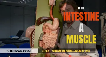 The Intestine: A Muscle or Not?